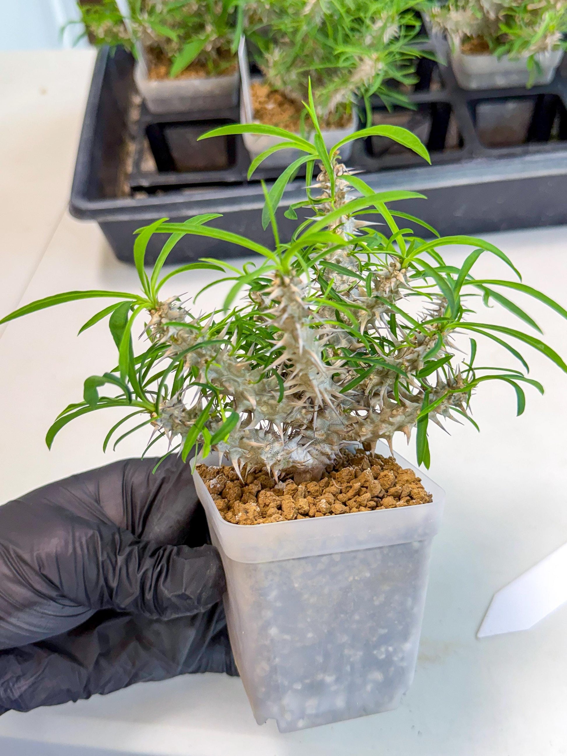 Euphorb Genoudiana (6) | imported Plants