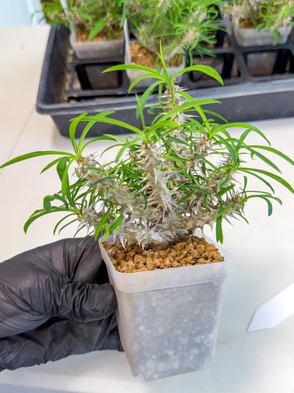 Euphorb Genoudiana (6) | imported Plants