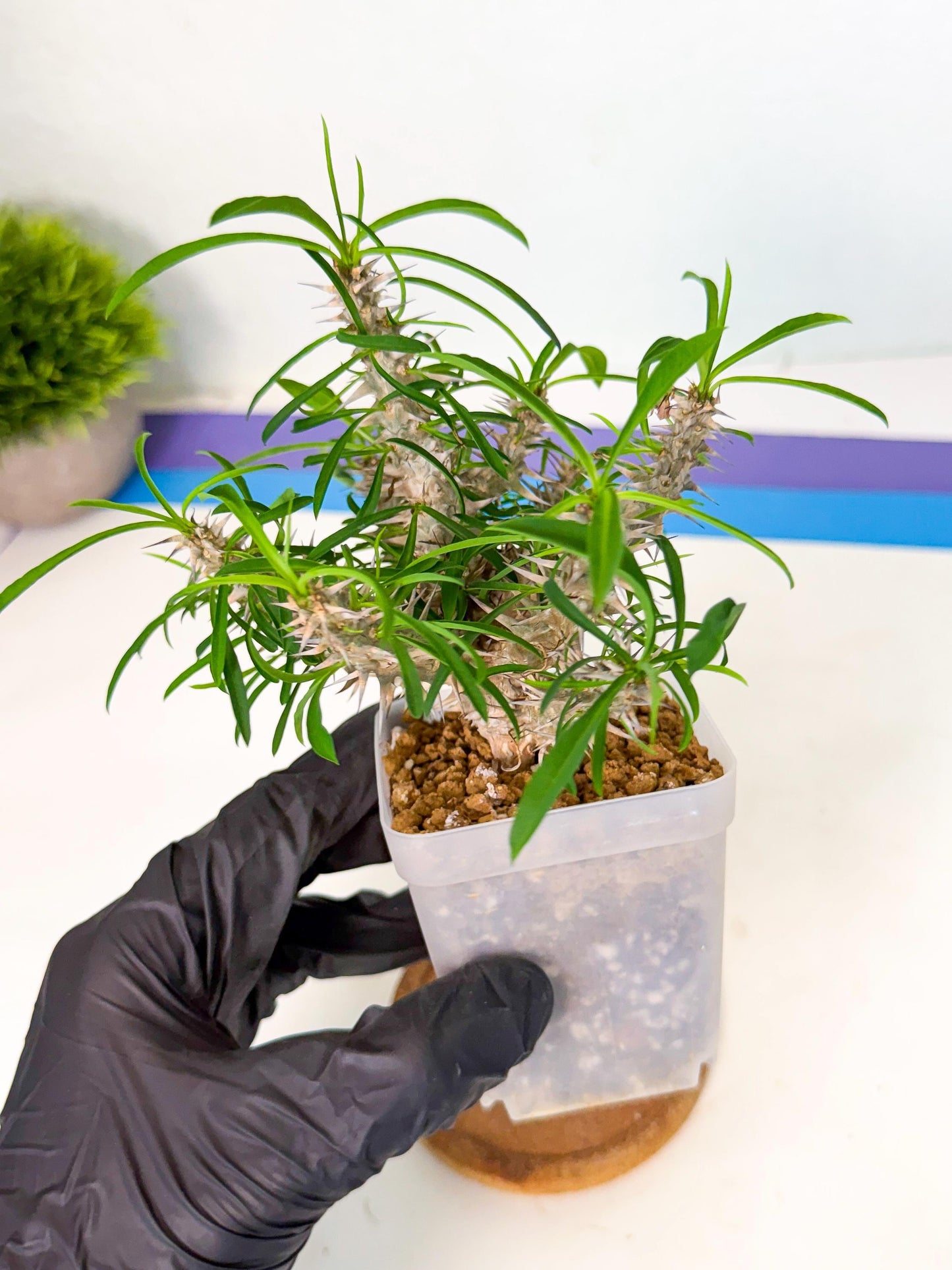 Euphorb Genoudiana (6) | imported Plants