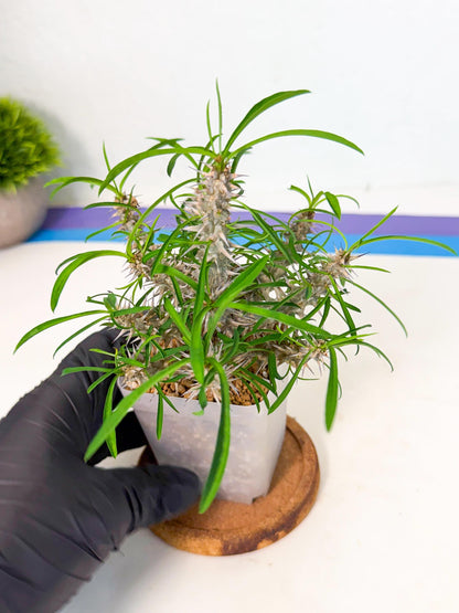 Euphorb Genoudiana (6) | imported Plants