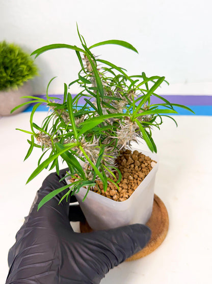 Euphorb Genoudiana (6) | imported Plants