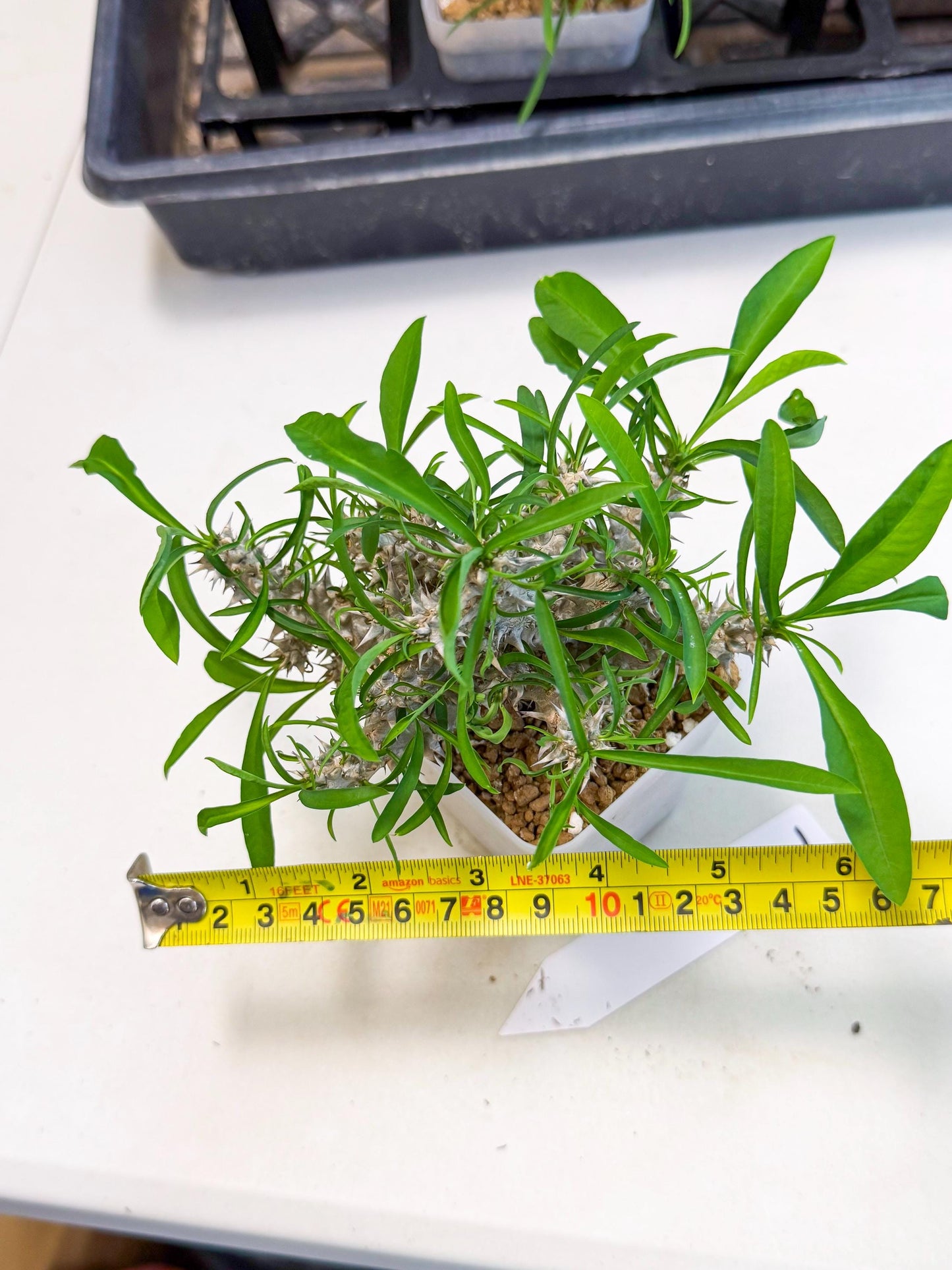 Euphorb Genoudiana (7) | imported Plants