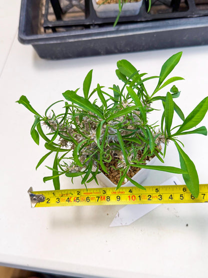 Euphorb Genoudiana (7) | imported Plants