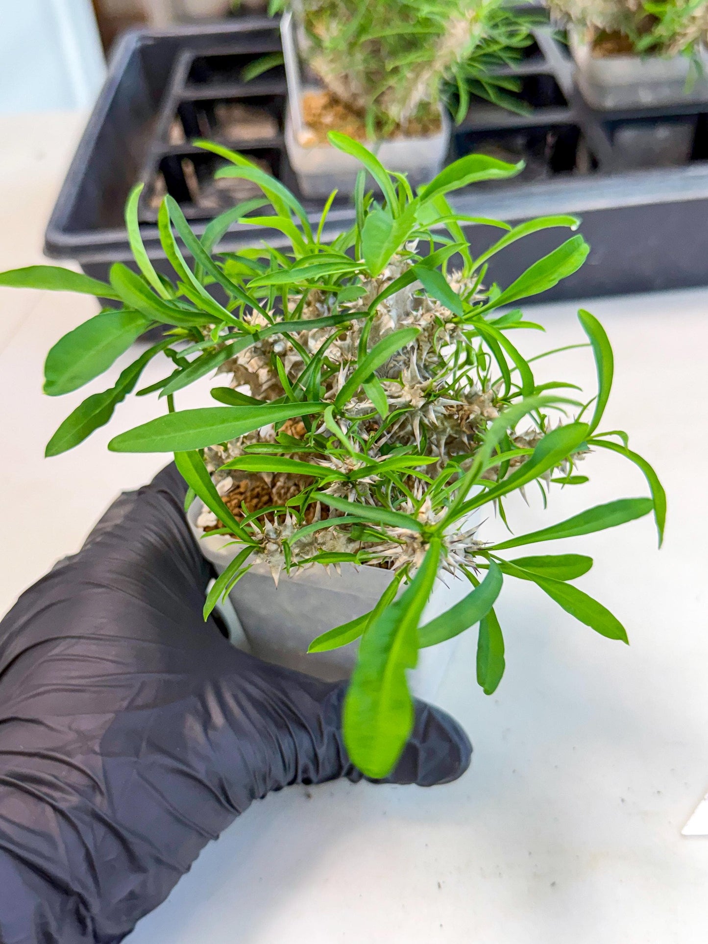Euphorb Genoudiana (7) | imported Plants