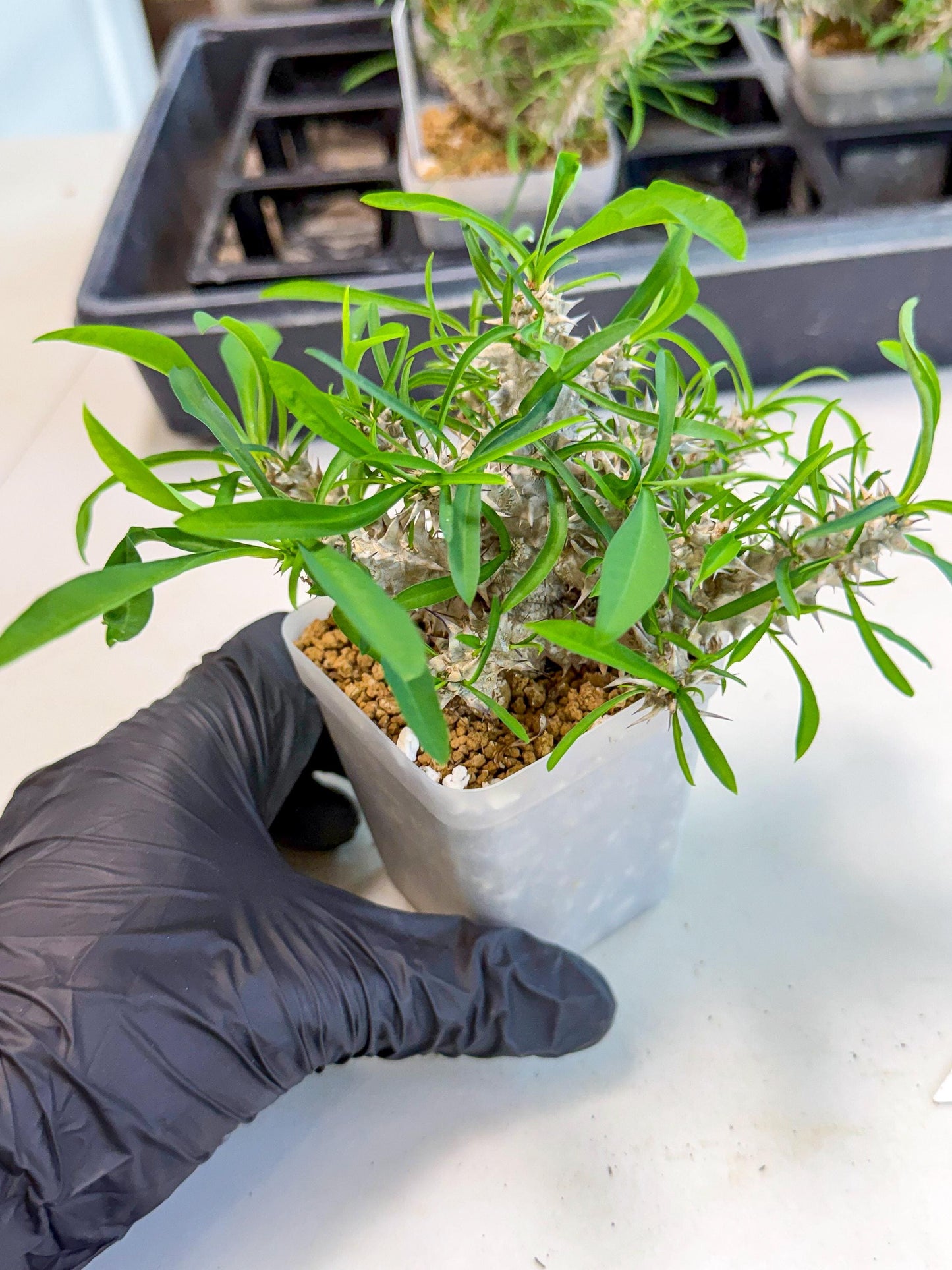 Euphorb Genoudiana (7) | imported Plants