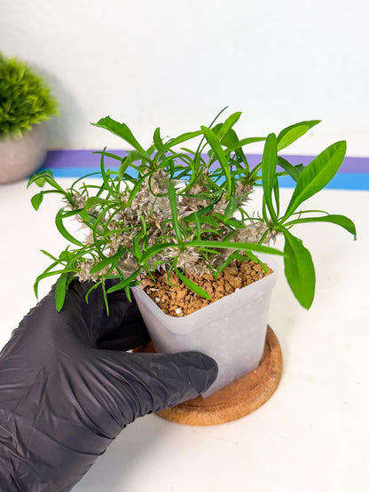 Euphorb Genoudiana (7) | imported Plants