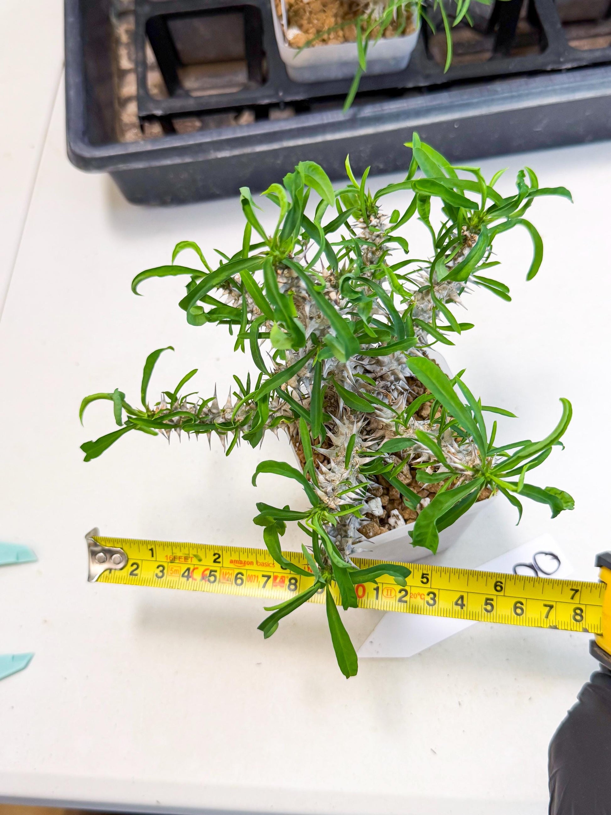 Euphorb Genoudiana (8) | imported Plants