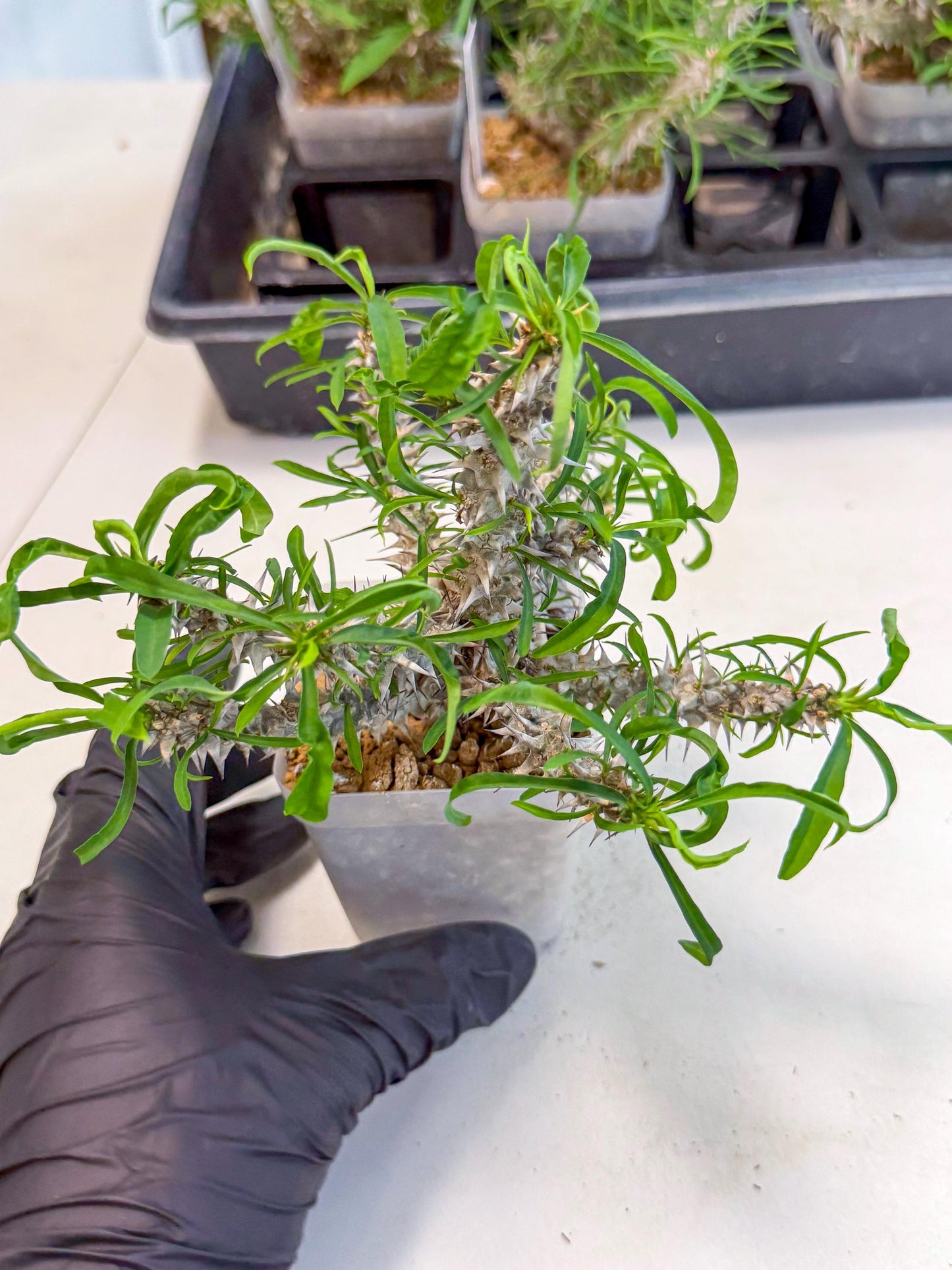 Euphorb Genoudiana (8) | imported Plants