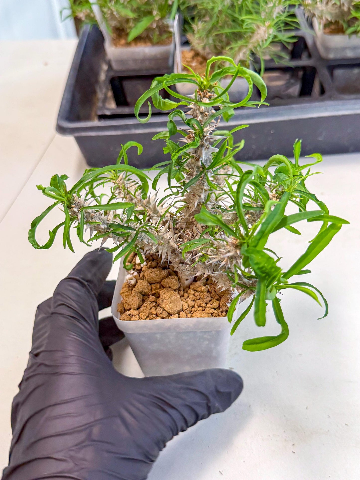 Euphorb Genoudiana (8) | imported Plants