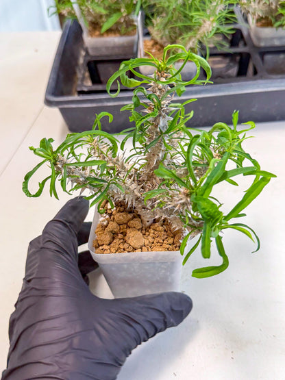 Euphorb Genoudiana (8) | imported Plants