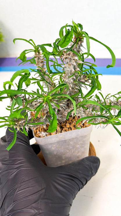 Euphorb Genoudiana (8) | imported Plants