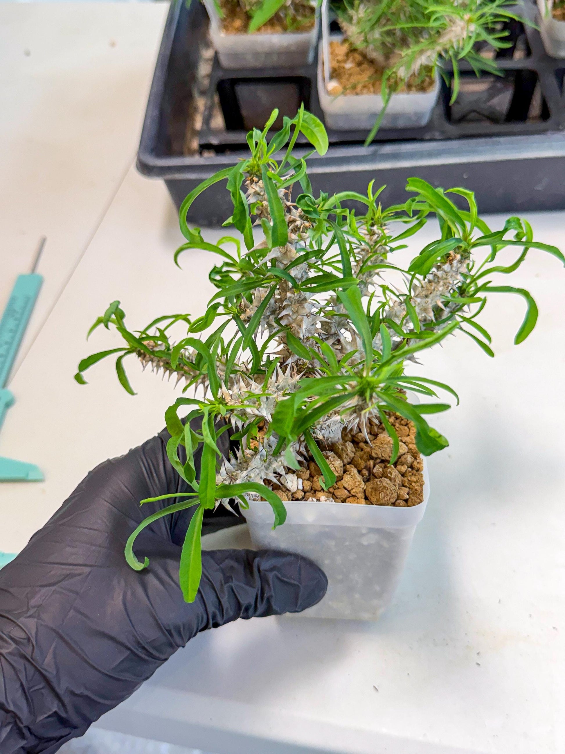 Euphorb Genoudiana (8) | imported Plants