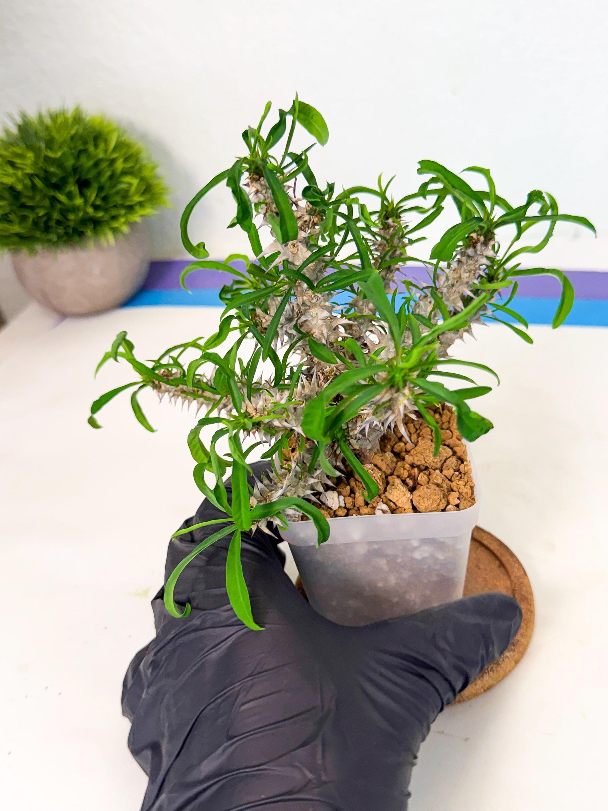 Euphorb Genoudiana (8) | imported Plants
