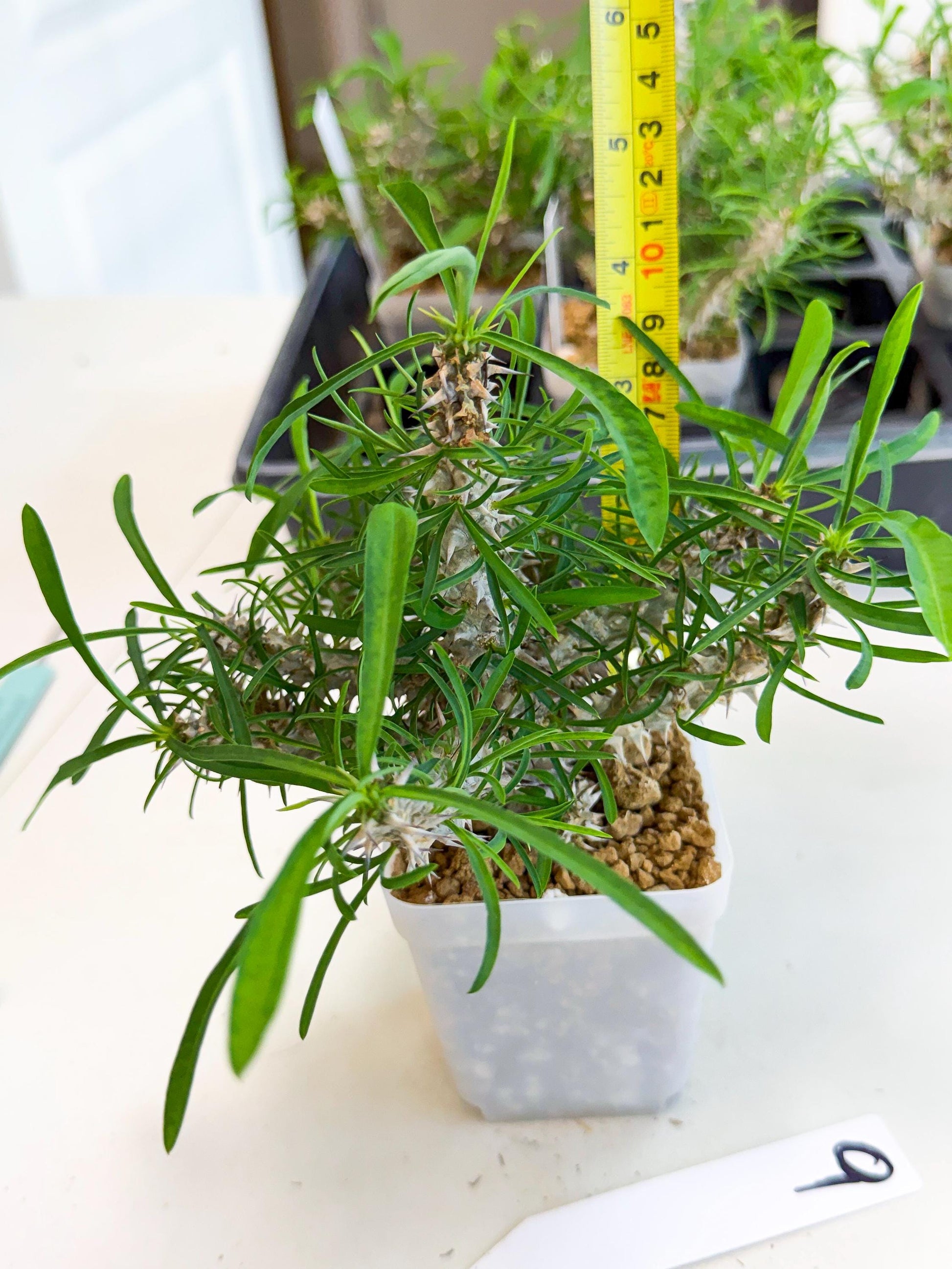 Euphorb Genoudiana (9) | imported Plants