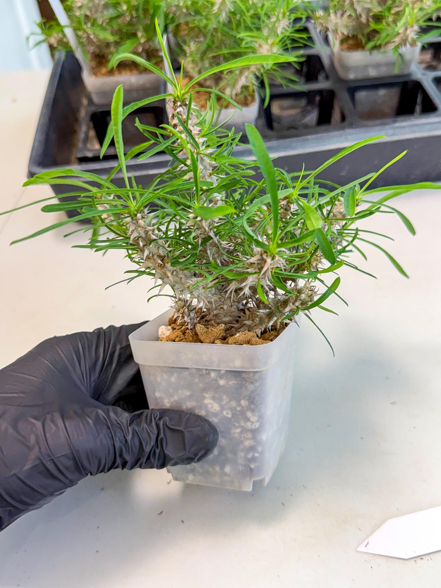 Euphorb Genoudiana (9) | imported Plants