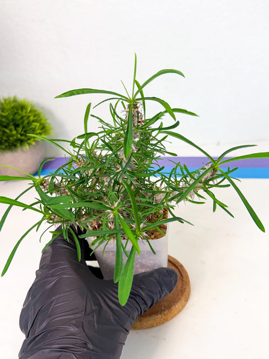 Euphorb Genoudiana (9) | imported Plants