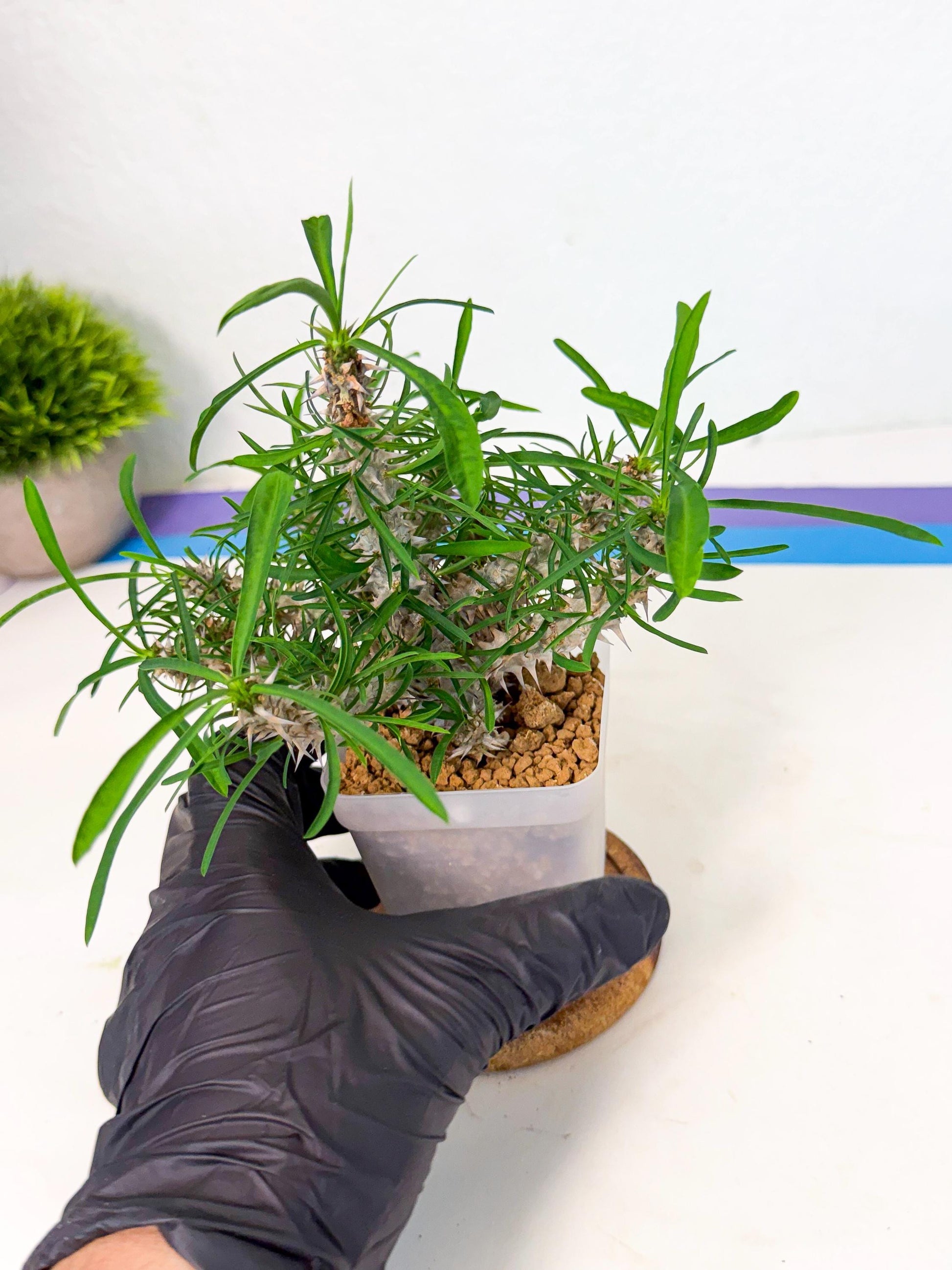Euphorb Genoudiana (9) | imported Plants