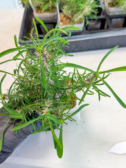Euphorb Genoudiana (9) | imported Plants