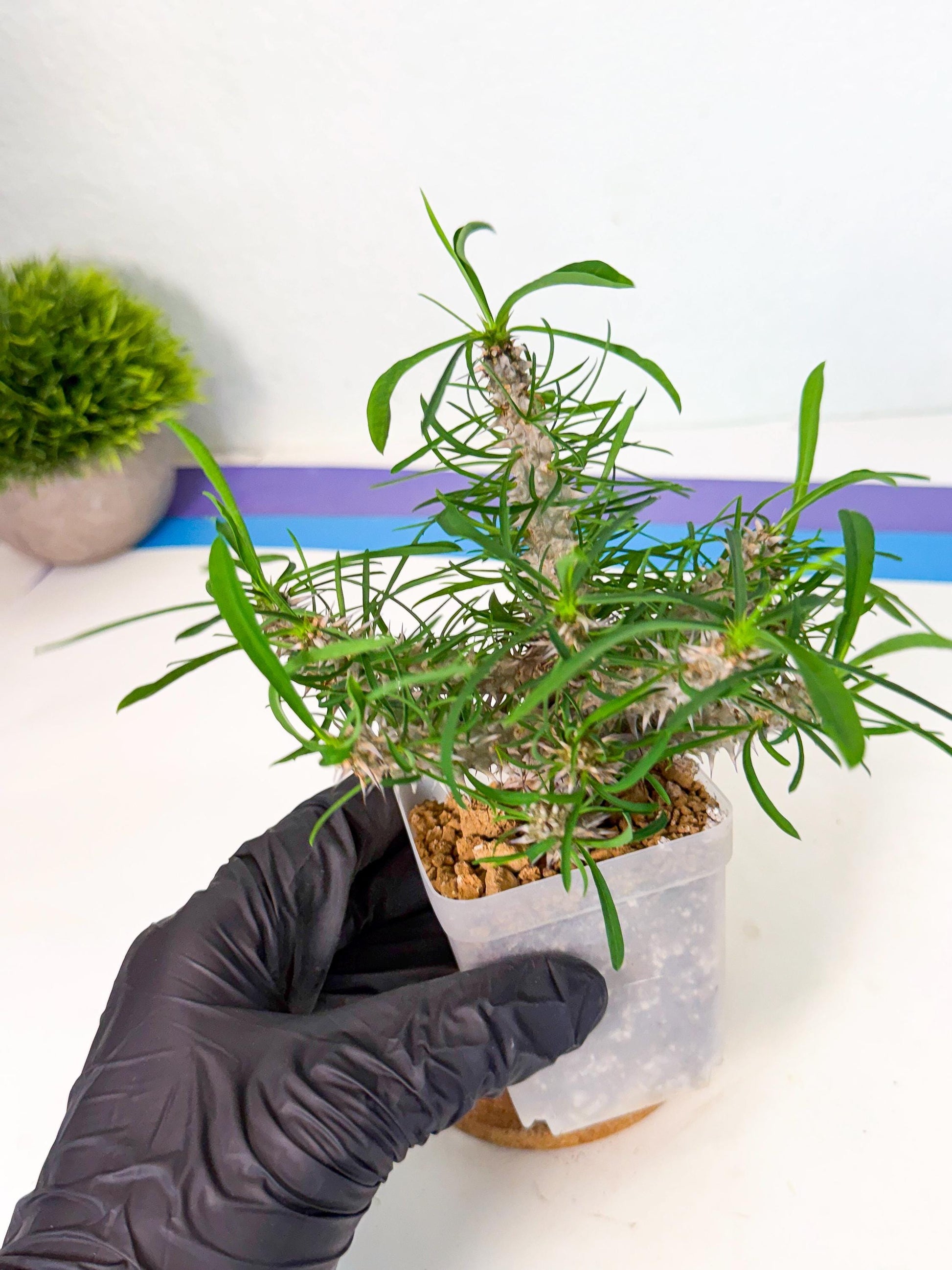 Euphorb Genoudiana (9) | imported Plants