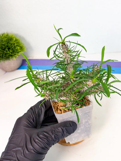 Euphorb Genoudiana (9) | imported Plants