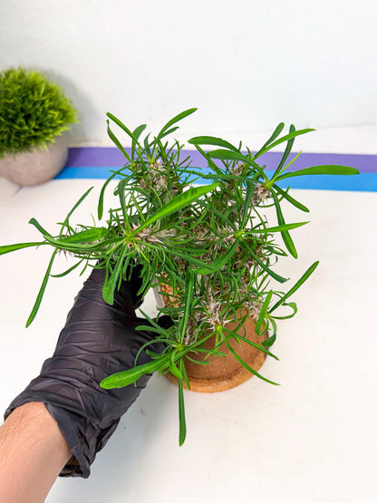 Euphorb Genoudiana (9) | imported Plants