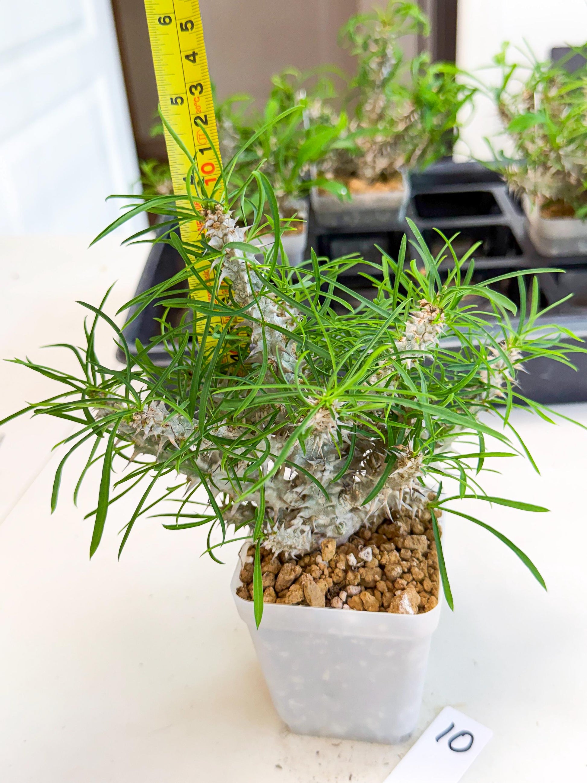 Euphorb Genoudiana (10) | imported Plants