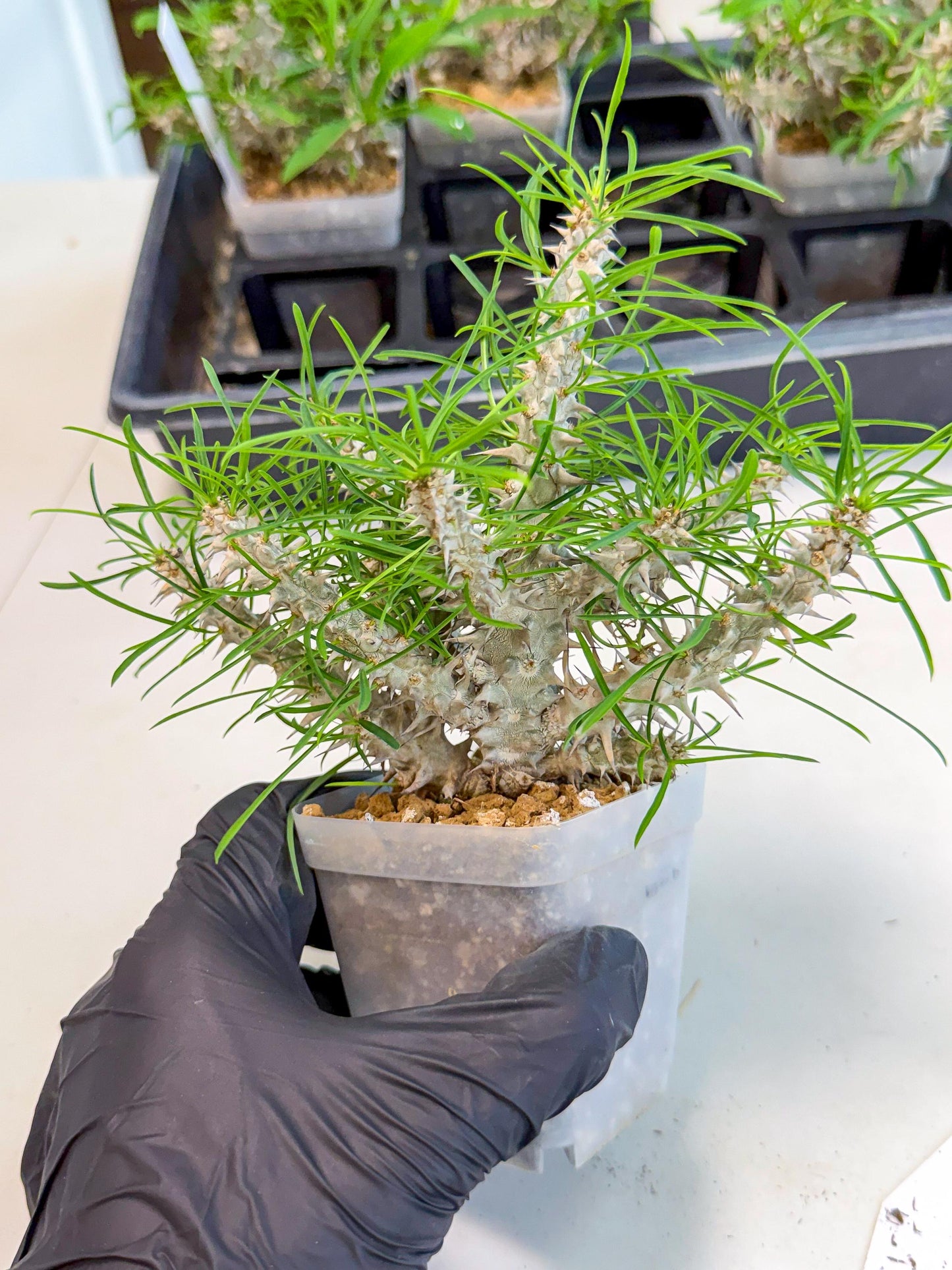 Euphorb Genoudiana (10) | imported Plants