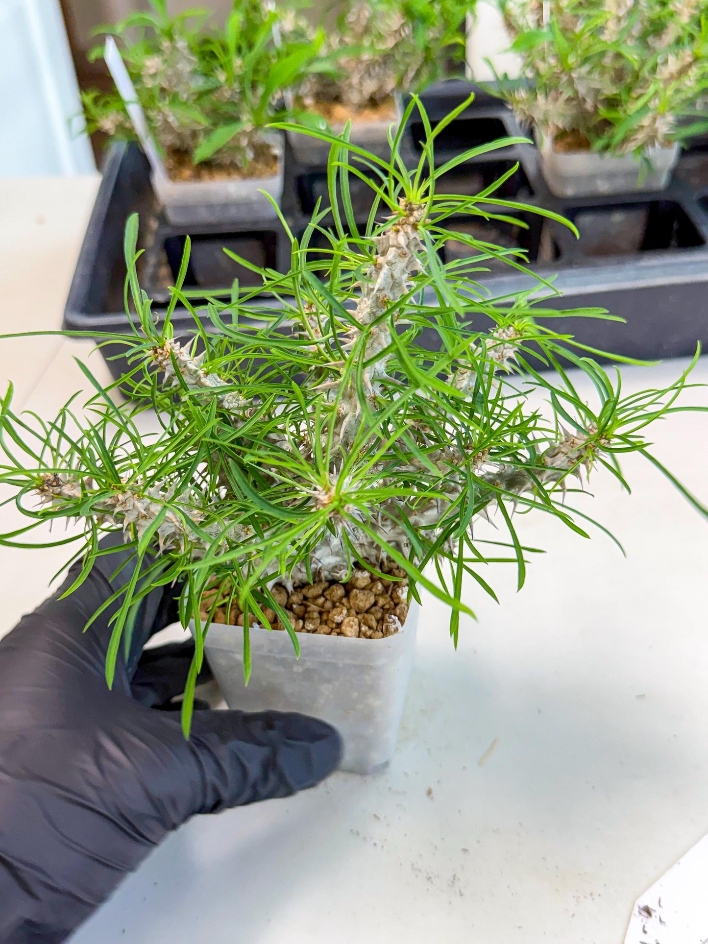 Euphorb Genoudiana (10) | imported Plants
