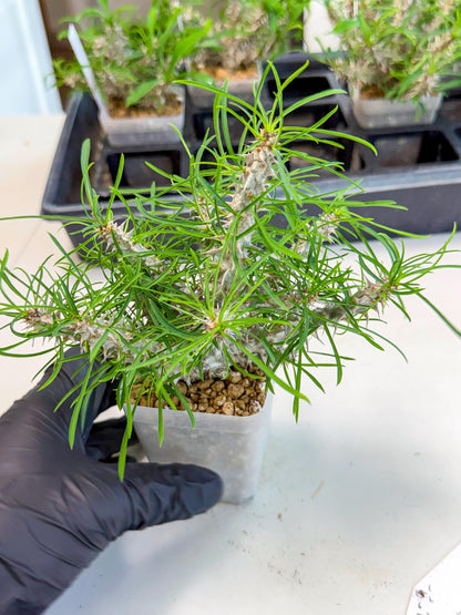 Euphorb Genoudiana (10) | imported Plants