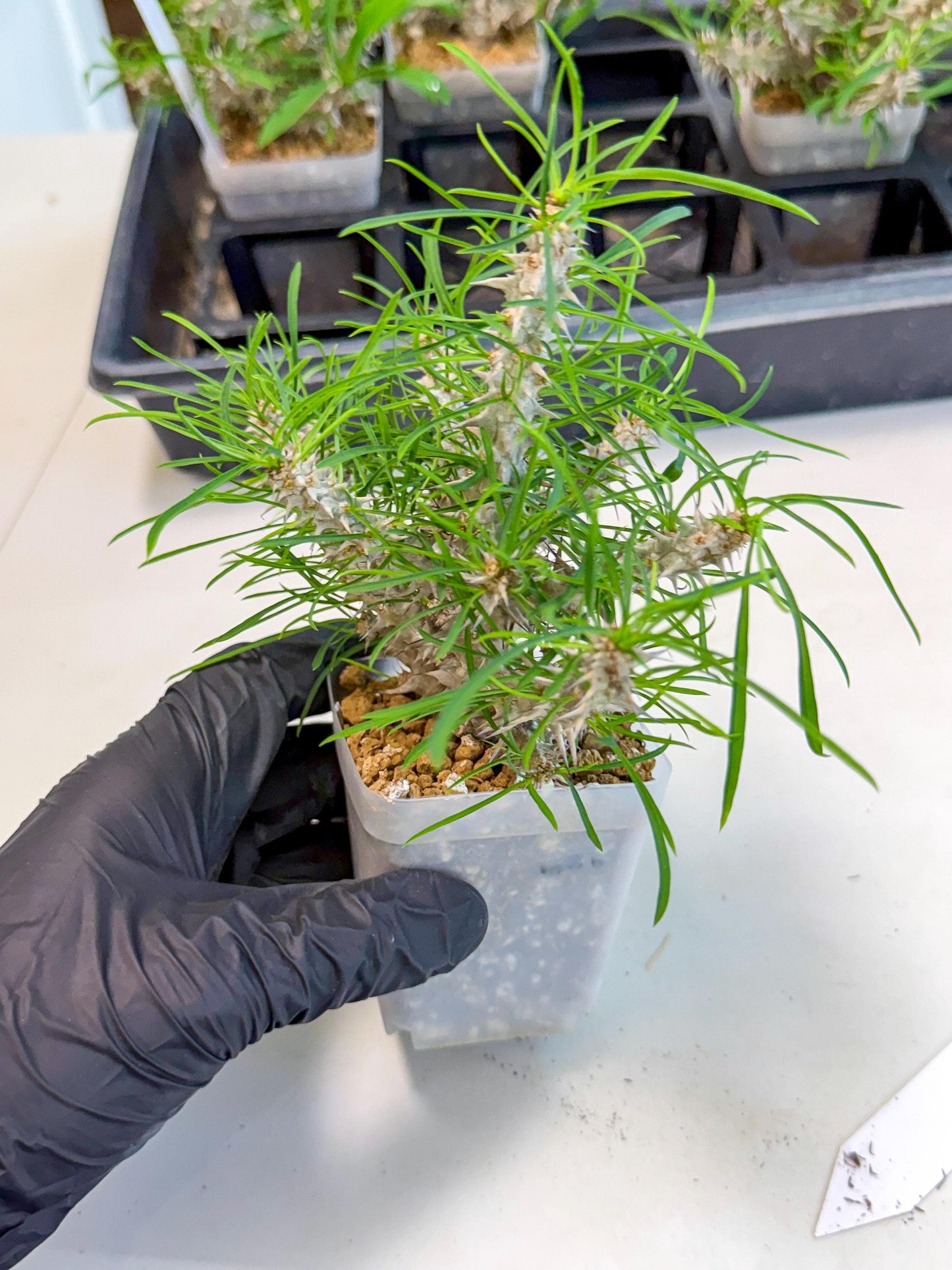 Euphorb Genoudiana (10) | imported Plants
