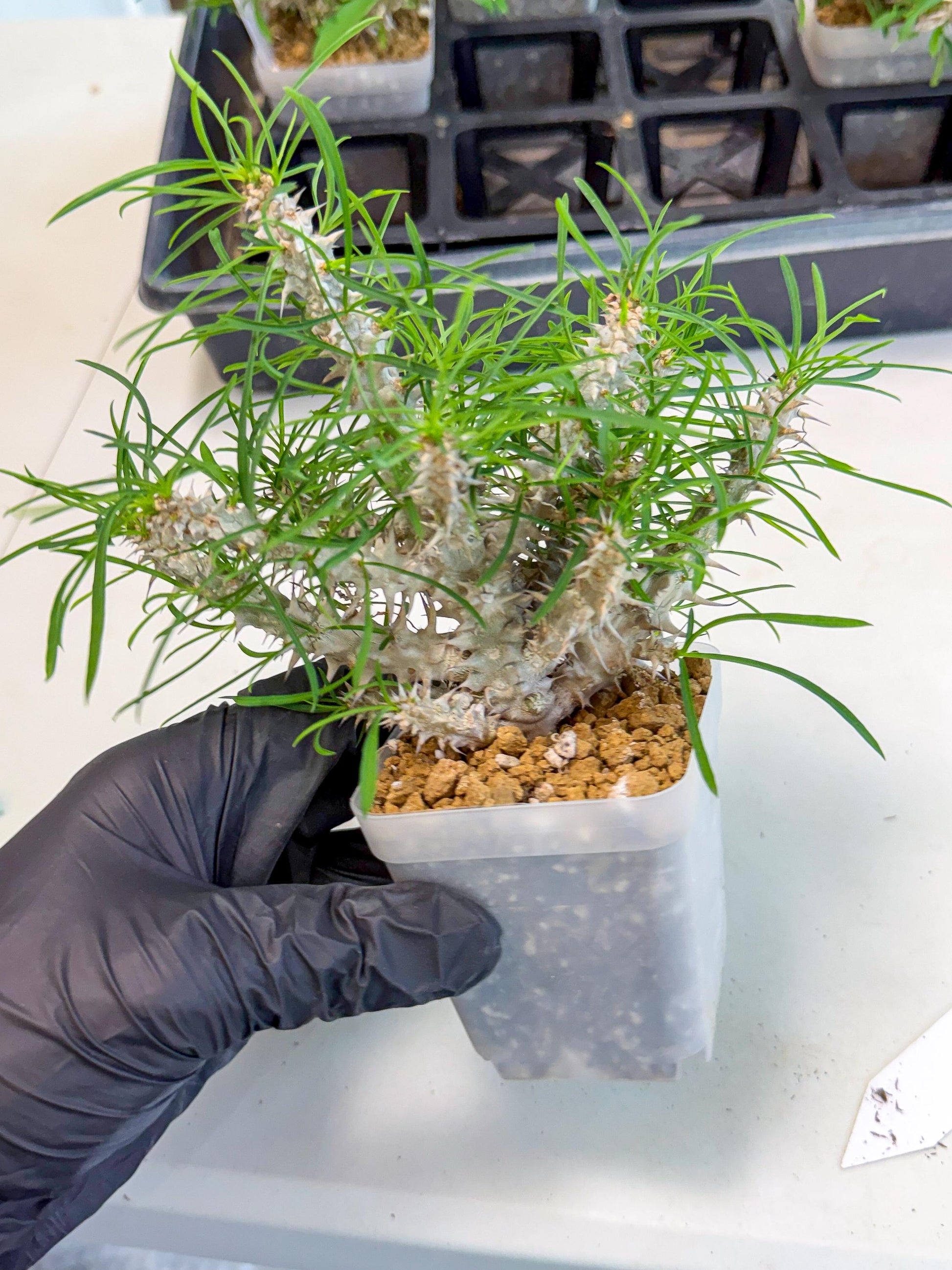 Euphorb Genoudiana (10) | imported Plants