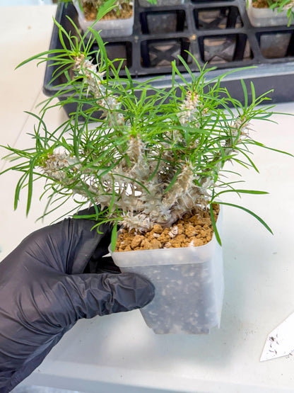 Euphorb Genoudiana (10) | imported Plants