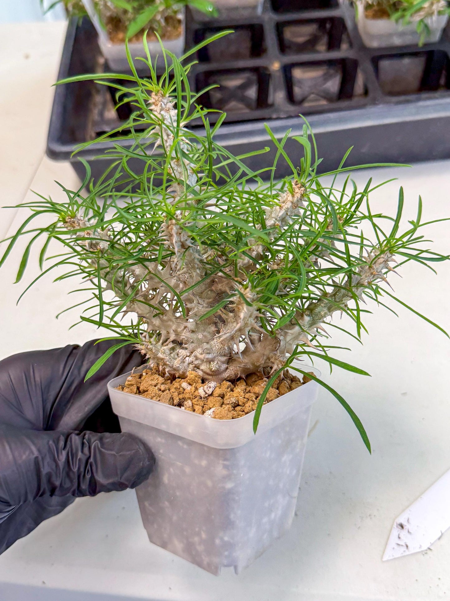 Euphorb Genoudiana (10) | imported Plants