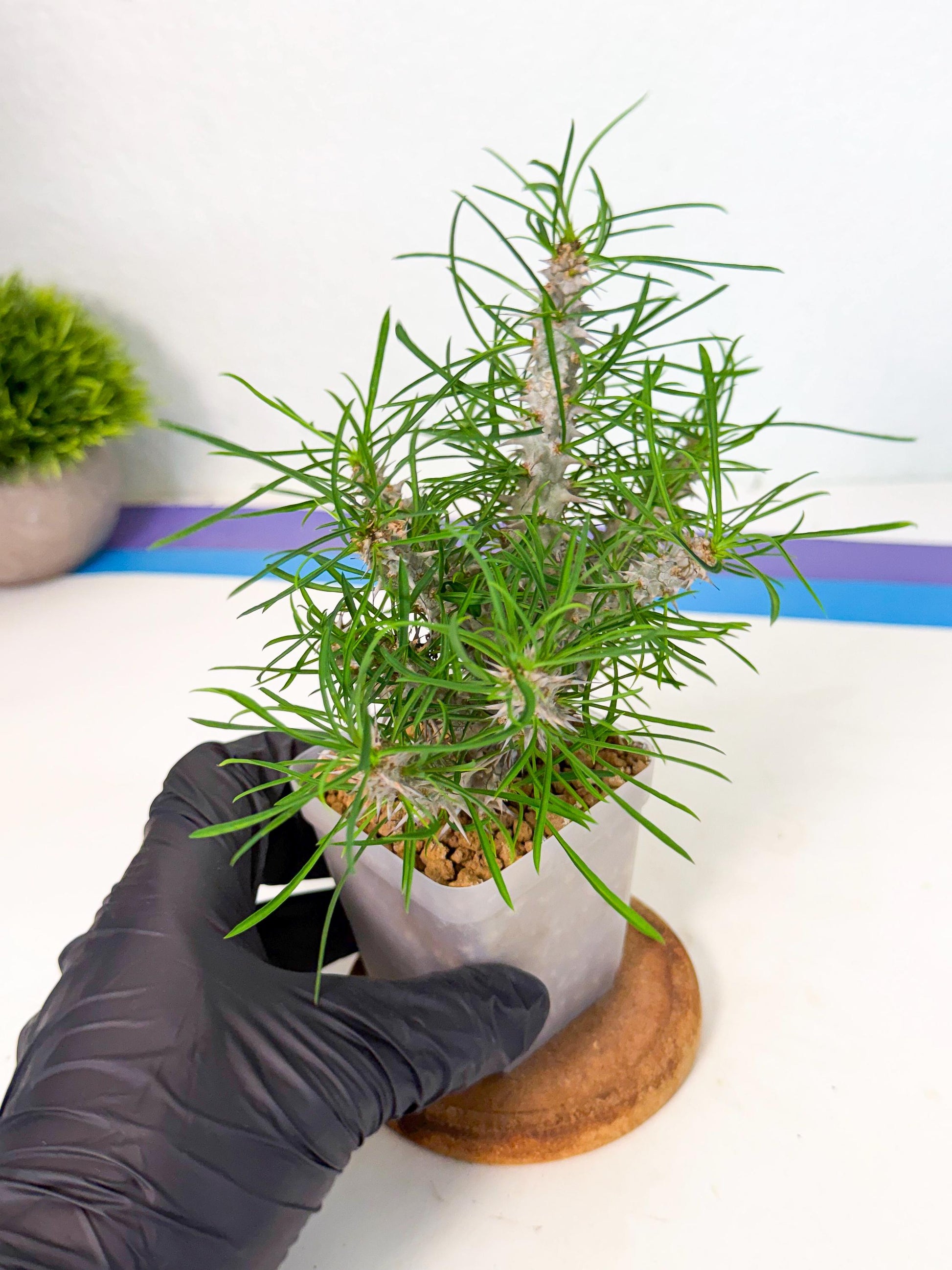 Euphorb Genoudiana (10) | imported Plants