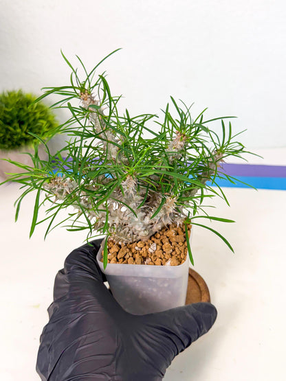 Euphorb Genoudiana (10) | imported Plants
