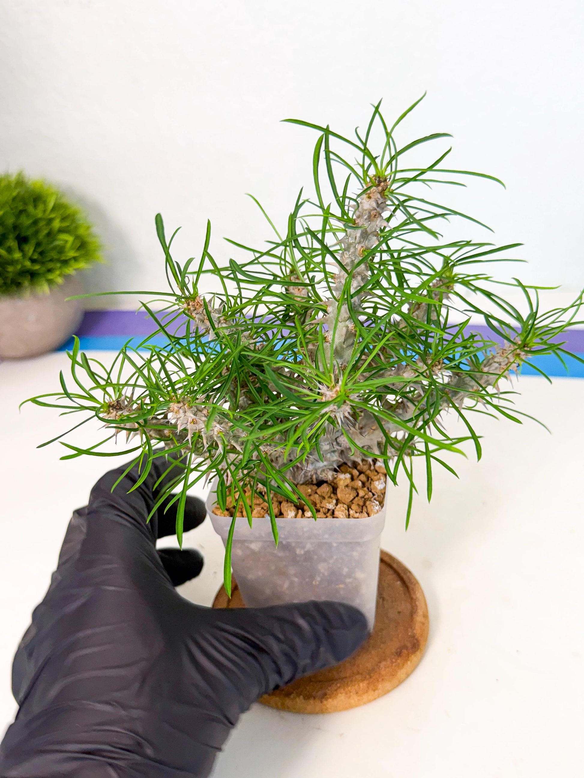 Euphorb Genoudiana (10) | imported Plants