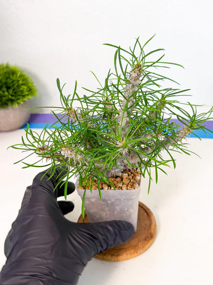 Euphorb Genoudiana (10) | imported Plants