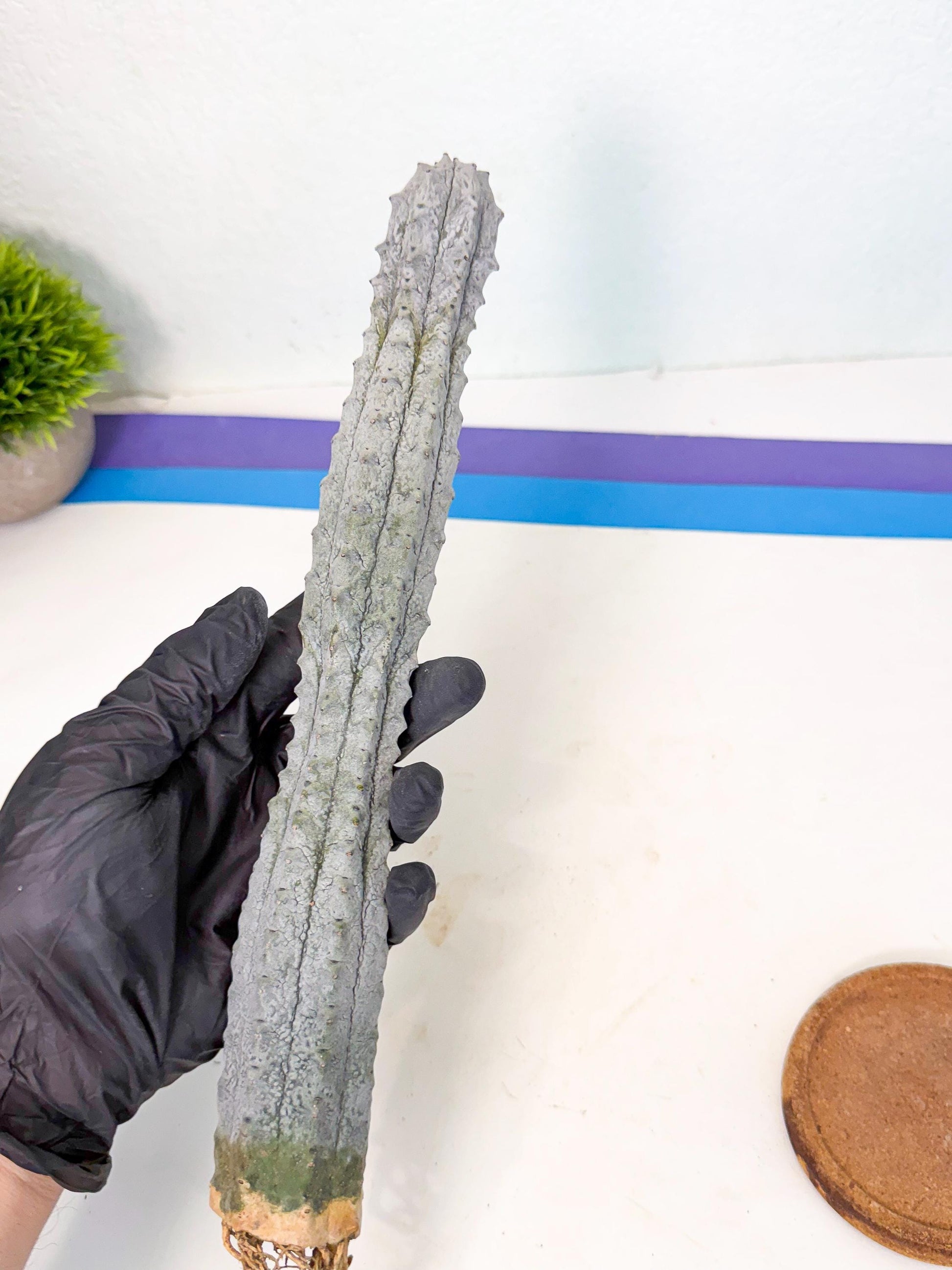 Long Abdelkuri (1) | Gray Succulent