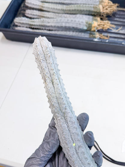 Long Abdelkuri (2) | Gray Succulent