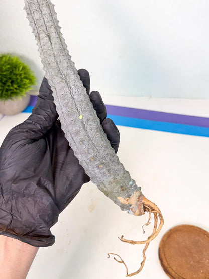 Long Abdelkuri (2) | Gray Succulent