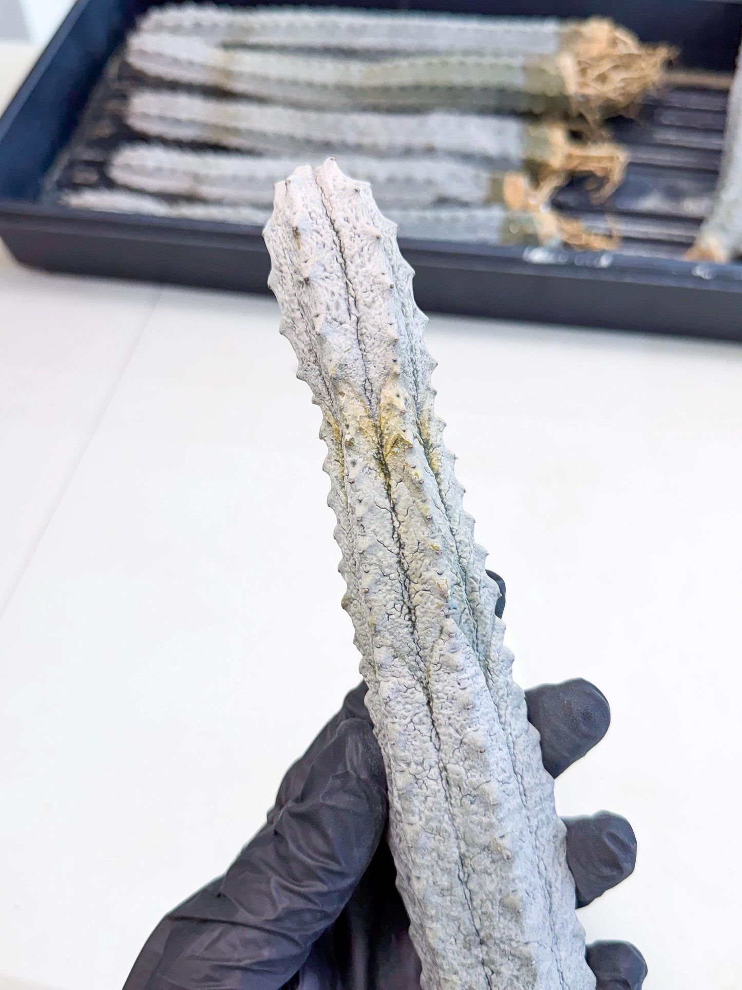 Long Abdelkuri (3) | Gray Succulent
