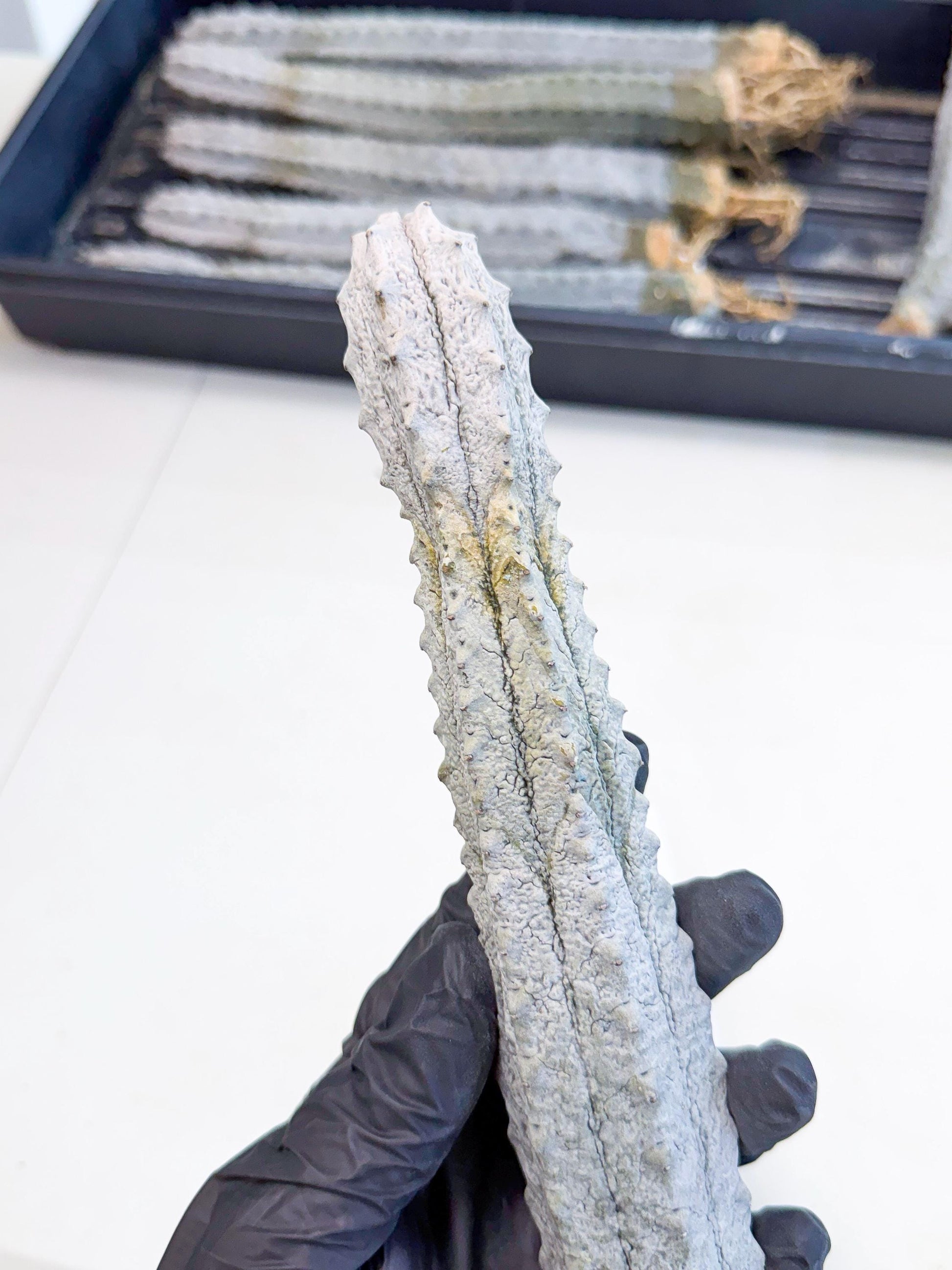 Long Abdelkuri (3) | Gray Succulent
