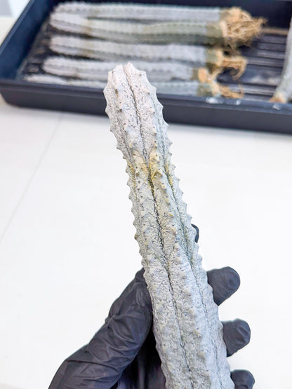 Long Abdelkuri (3) | Gray Succulent