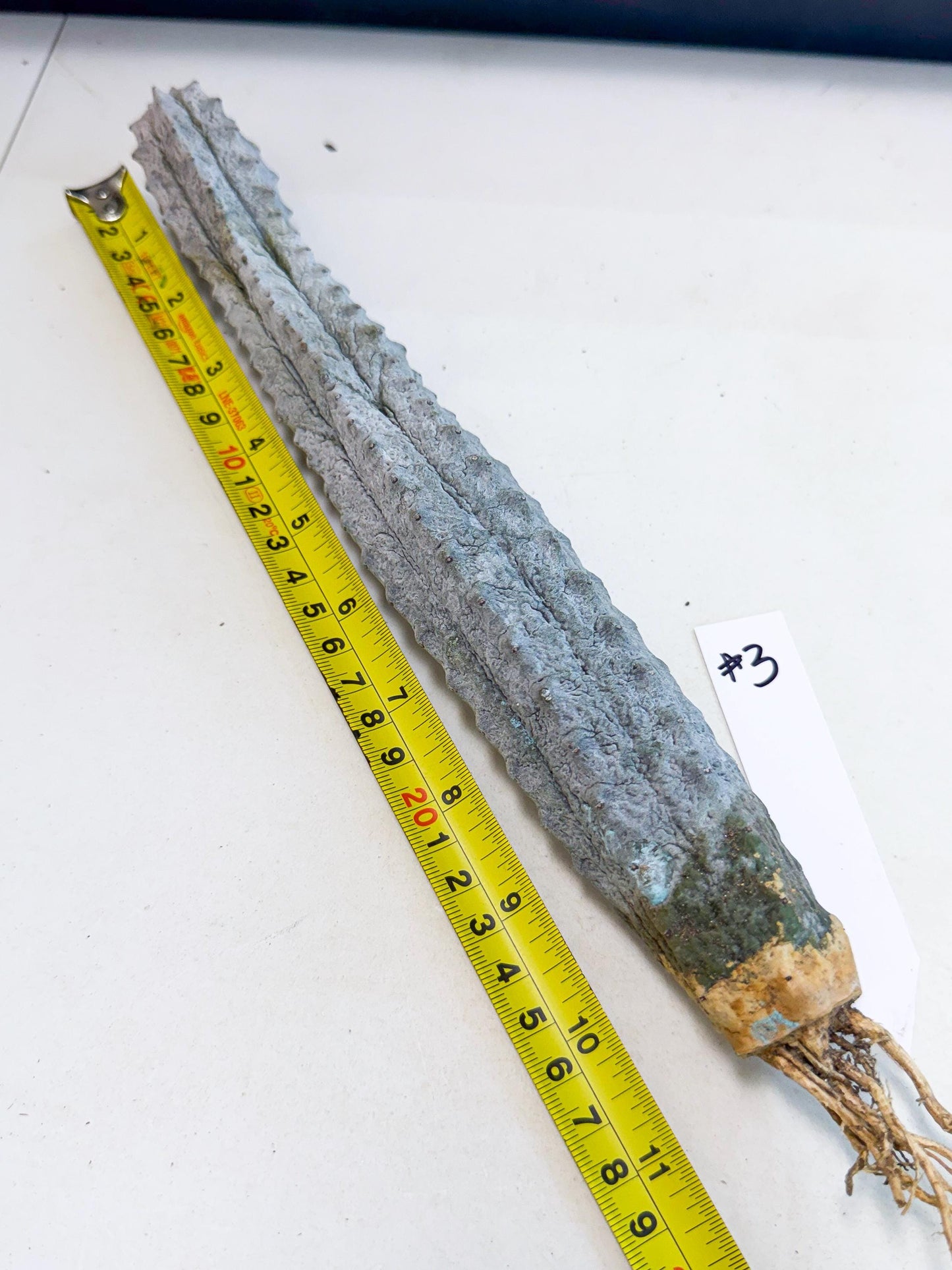 Long Abdelkuri (3) | Gray Succulent