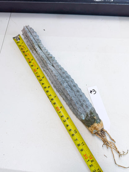Long Abdelkuri (3) | Gray Succulent