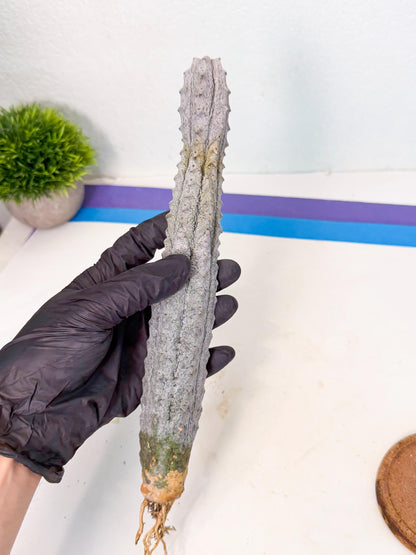 Long Abdelkuri (3) | Gray Succulent