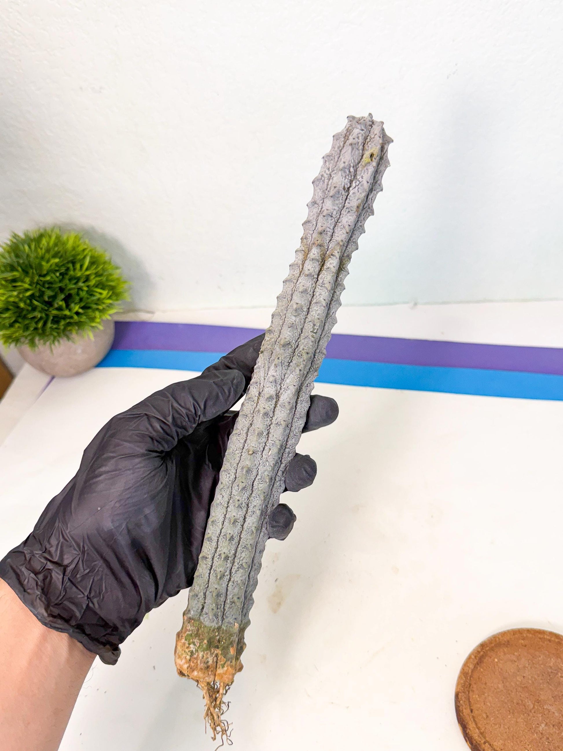 Long Abdelkuri (4) | Gray Succulent