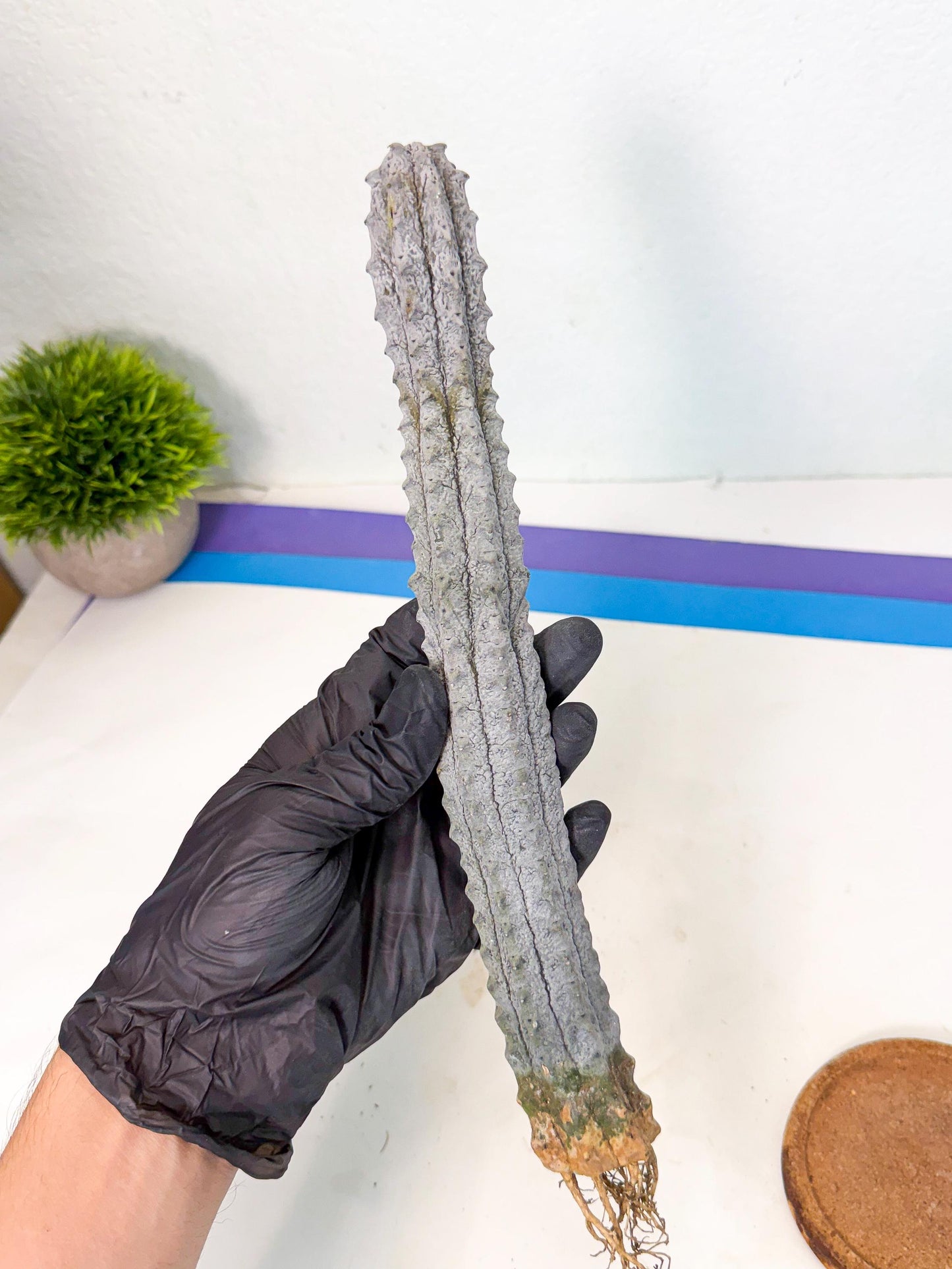 Long Abdelkuri (4) | Gray Succulent