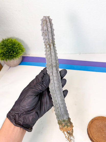 Long Abdelkuri (4) | Gray Succulent