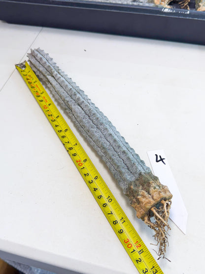 Long Abdelkuri (4) | Gray Succulent